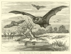 Den vanliga fladdermusen, Vespertilio pipistrellus, på flykt av English School