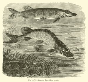 Gäddan, Esox lucius av English School