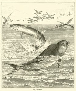 The Coryphene (gravyr) av English School