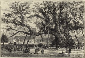 The Cowthorpe Oak av English School