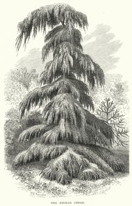 The Deodar Cedar (gravyr) av English School