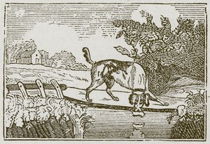 Der Hund und der Schatten von English School