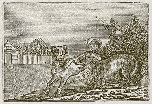 Hunden och vargen (gravyr) av English School