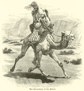 The Dromedary of the Desert av English School