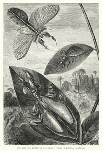 Ägg och omogna och vuxna former av Phyllium siccifolium (gravyr) av English School
