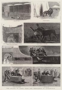 The Escape of Lions from the Menagerie i Birmingham (gravyr) av English School