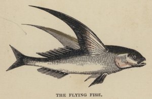 The Flying Fish (färgad gravyr) av English School