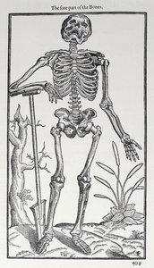 The Fore Part of the Bones, plåt från The Historie of Man publicerad av John Banister (1540-1610), 1578 av English School