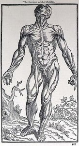 The Forepart of the Muscles, tallrik från 