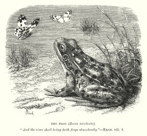 Grodan (Rona Esculenta) (gravyr) av English School
