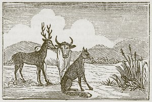 Grodan och räven (gravyr) av English School