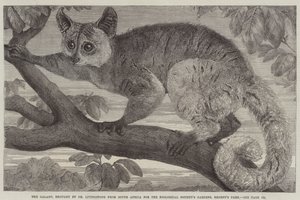 Galago, införd av Dr Livingstone från Sydafrika till Zoological Society