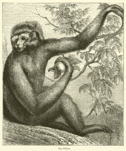 Gibbon (gravyr) av English School