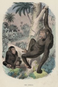 Gorillan (färgad gravyr) av English School