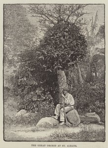 The Great Orchid at St Albans (gravyr) av English School