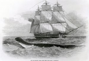 Den stora sjöormen när den först sågs från H.M.S. Daedalus av English School