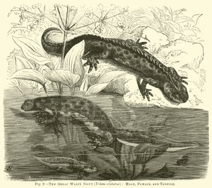 Vårtsalamander (Triton cristatus), hane, hona och grodyngel av English School