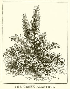 Den grekiska Acanthus av English School