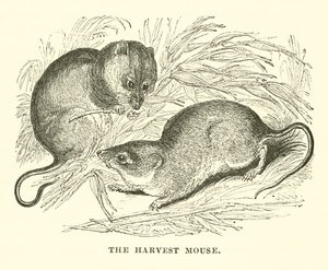 The Harvest Mouse (gravyr) av English School