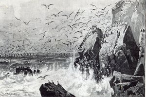 The Haunt of the Gulls, från 