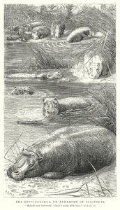 Hippopotamus eller Behemoth i skriften (gravyr) av English School
