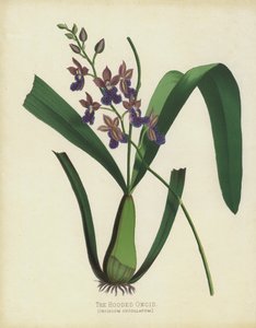 Hooded Oncid, Oncidium Cuccullatum av English School