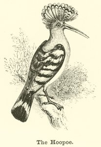 The Hoopoe av English School