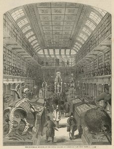 The Hunterian Museum vid Royal College of Surgeons av English School