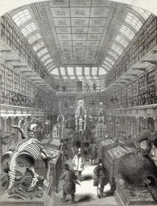 The Hunterian Museum, vid Royal College of Surgeons, från 