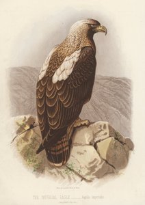 Den kejserliga örnen, Aquila Imperialis (färglitografi) av English School
