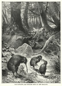 Kiwi-Kiwi, eller vinglös fågel från Nya Zeeland (gravyr) av English School