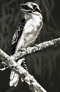 Kookaburra av English School