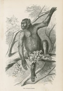 Kooloo-Kamba