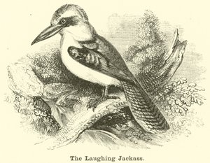 The Laughing Jackass av English School