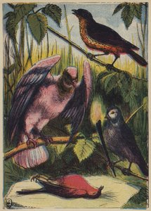 Linnet, duva och rödhake (färglitografi) av English School