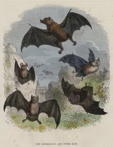 Madagaskar och andra fladdermöss (färgad gravyr) av English School
