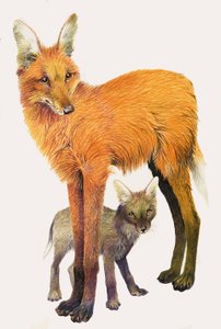 Maned Wolf, som finns i Sydamerika av English School
