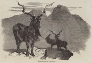 The Markore, Capra Megaceros (gravyr) av English School