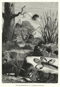 Metamorfoserna av Anthophora personata (gravyr) av English School