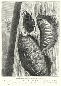 Metamorfoser av Calandra palmarum (gravyr) av English School