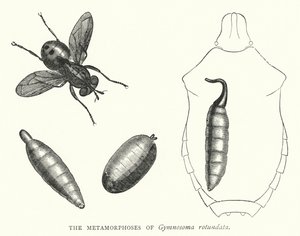 Metamorfoserna av Gymnosoma rotundata (gravyr) av English School