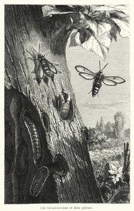 Metamorfoserna av Sesia apiformis (gravyr) av English School