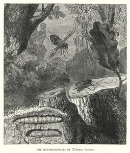 Metamorfoser av Tabanus bovinus (gravyr) av English School