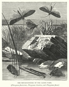 Metamorfoserna hos nattsländorna Phryganea flavicornis, Phryganea rhombica och Phryganea fusca (gravyr) av English School