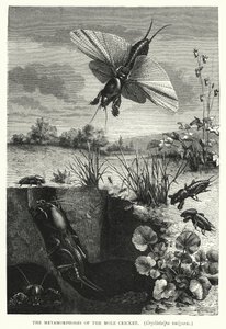 Mullvadssyrsans, Gryllotalpa vulgaris, metamorfoser (gravyr) av English School