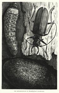 Metamorfos av Acanthophorus serraticornis (gravyr) av English School