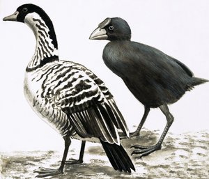 Ne-Ne eller Hawaiian Goose och Takahe-fågeln av English School