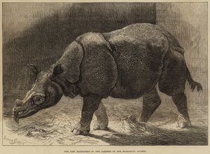 Den nya noshörningen i Zoologiska sällskapets trädgård (gravyr) av English School