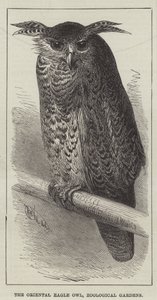 Orientalisk örnuggla, zoologiska trädgårdar (gravyr) av English School