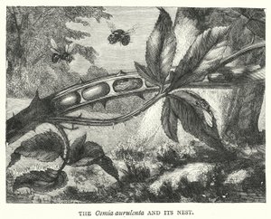 Osmia aurulenta och dess bo (gravyr) av English School